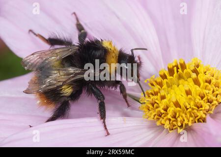 Natürliche Nahaufnahme auf einer gelben flauschigen Königin Early Bumble-Bee, Bombus pratorum, die auf einer rosa Kosmos-Blume sitzt Stockfoto