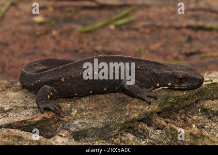 Natürliche Nahaufnahme auf einem terrestrischen, dunklen, erwachsenen, männlichen chinesischen Warzenmolch, Paramesotriton chinensis Stockfoto