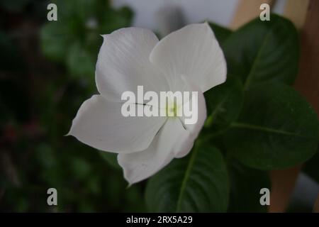 Makrofoto von Catharanthus roseus. Vinca Rosea. Weiße Blumen mit grünem Blatt. Medizinisches Kraut. Stockfoto