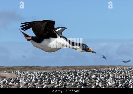 King Cormorant, Phalacrocorax albiventer, Erwachsener im Flug Bleaker Island, Falkland Islands November Stockfoto