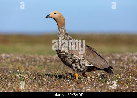 Ruddy Head Goose, Chloephaga rubidiceps, Adult Bird Bleaker Island, Falkland Islands November Stockfoto