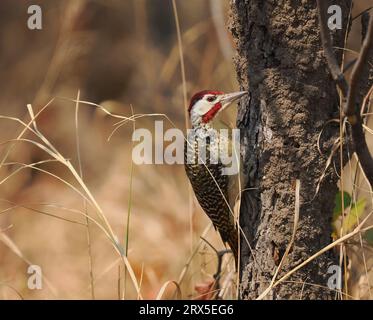 Bennetts Spechte fressen in Bäumen oder auf dem Boden nach Ameisen und Termiten. Stockfoto