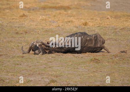 Löwen in der Gegend von Moremi Botswana waren alle in der Lage, große Raubarten zu vernichten, Wasserbüffel, Giraffen und Nilpferde waren alle Opfer! Stockfoto