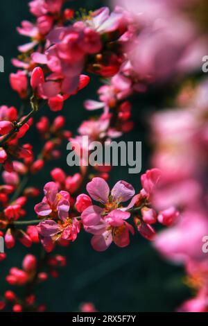 Halten Sie den atemberaubenden Charme der roten und weißen Blumen fest, die im Sonnenlicht glitzern, und verleihen Sie Chinas Schönheit lebendige Eleganz Stockfoto