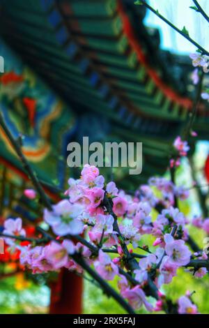 Halten Sie den atemberaubenden Charme der roten und weißen Blumen fest, die im Sonnenlicht glitzern, und verleihen Sie Chinas Schönheit lebendige Eleganz Stockfoto