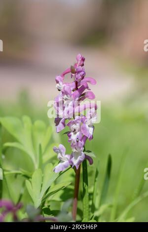 Hellviolette, blühende Hohlwurzel (Corydalis cava). Stockfoto