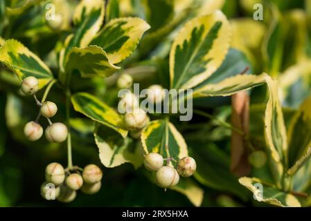 Euonymus fortunei, Fortune's Spindel Pflanze Blätter und Beeren Close-up selektiven Fokus Stockfoto