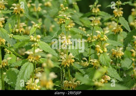 Die goldene Erzengel-Brennnessel (Lamium galeobdolon). Stockfoto