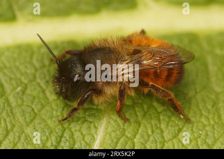 Natürliche Nahaufnahme einer roten mason-Biene, Osmia rufa, sitzt auf einem grünen Blatt Stockfoto