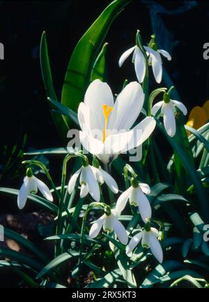 Schneeglöckchen, gewöhnliche Schneeglöckchen (Galanthus nivalis), mit Krokus, Frühlingskrokus (Crocus vernus), auch Frühlingssafran Stockfoto