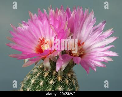 Thelocactus bicolor ssp. Schwarz II Stockfoto