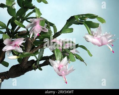 Hybrid Winterfee weihnachtskaktus (Schlumbergera) Stockfoto