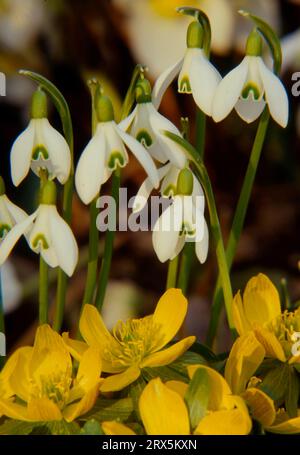 Schneeglöckchen, kleine Schneeglöckchen (Galanthus nivalis) und Winterazoniten (Eranthis hyemalis) Stockfoto