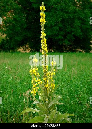 Große Königskerze (Verbascum thapsus), auch echte Königskerze, Damenkerze, Wollblume, Himmelsfeuer, Fackelkraut, Wetterkerze, Feldkerze, brennendes Kraut Stockfoto