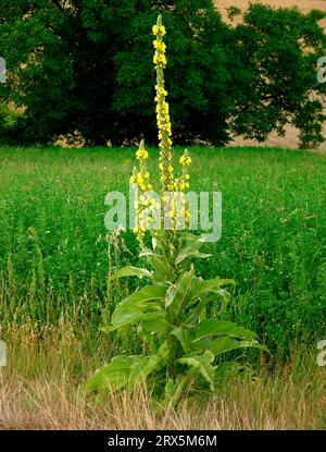 Große Königskerze (Verbascum thapsus), auch echte Königskerze, Damenkerze, Wollblume, Himmelsfeuer, Fackelkraut, Wetterkerze, Feldkerze, brennendes Kraut Stockfoto