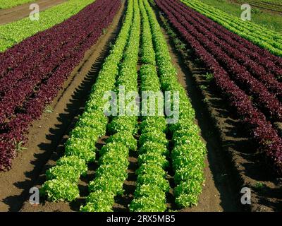 Lollo Rosso, Lollo Bianco, Blattsalatfelder in der Nähe von Rimini, Emilia Romagna, Italia Stockfoto