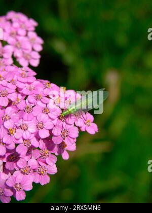 Junges, grünes Junges Junges (Chrysoperla carnea), auf Schafgarbe, blassrote Wiesengarbe (A. roseoalba) (Achillea roseoalba) Stockfoto