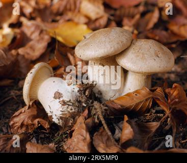 Getrübter Trichterpilz (Clitocybe nebularis), nebelgrauer Trichterpilz oder Nebelkappe Stockfoto