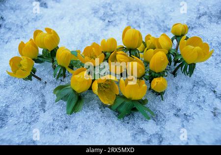 Winterakoniten (Eranthis hyemalis) im Schnee, Eisschnee, winterling Stockfoto