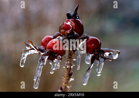 Rote Rose (Rosa Canina) Hüften bedeckt mit Eis, Eiszapfen, nach Eisregen, Haegen, Hiffen, Hiften, Rosenäpfel, Hetscherl, Rosenhippe Stockfoto