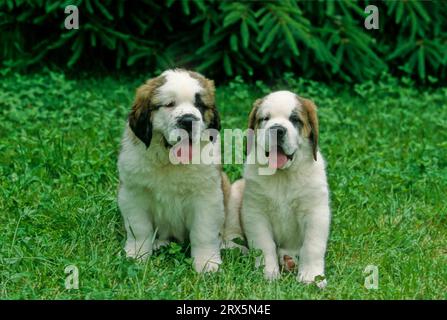 2 St. Bernard, Welpen, Pinschers und Schnauzer, Molossoids, Saint Bernard Hund, tue 2 St. Bernard, Welpen, Pinschers und Schnauzer, Saint Stockfoto