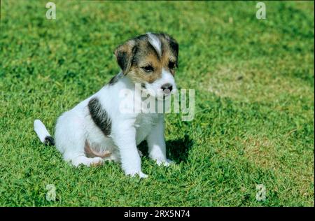 Parson Jack Russel Terrier, Welpe, 6 Wochen, Parson Jack Russel Terrier, Welpe, 6 Wochen Stockfoto