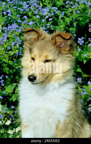 Sheltie, Welpe, 13 Wochen alter Shetland-Schäferhund Stockfoto