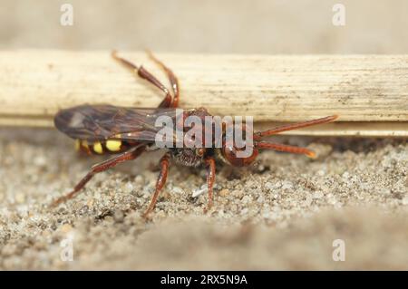 Natürliche detaillierte Nahaufnahme einer roten weiblichen variablen Nomaden-Kleptoparasiten-Biene, Nomada zonata Stockfoto