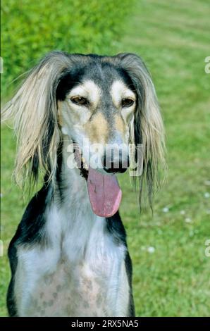 Saluki, Persischer windhund, 2, 5 Jahre alt, Persischer windhund, 2. 5 Jahre alt Stockfoto