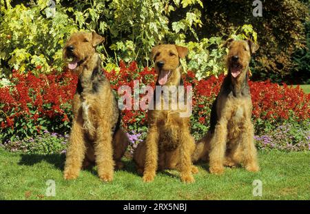 Airedale Haushund (Canis lupus familiaris) FCI Standard Nr. 7 Stockfoto