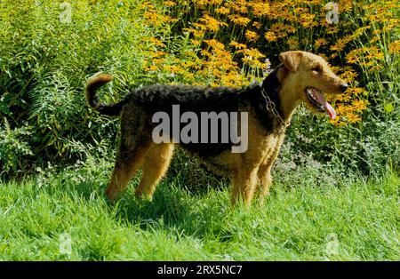 Airedale Terrier, Waterside Terrier, Bingley Terrier, FCI-Standard Nr. 7 Stockfoto