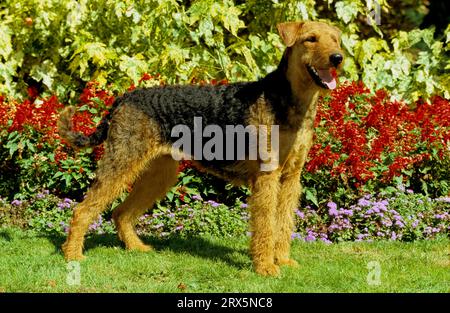 Airedale Terrier, Waterside Terrier, Bingley Terrier, FCI-Standard Nr. 7 Stockfoto