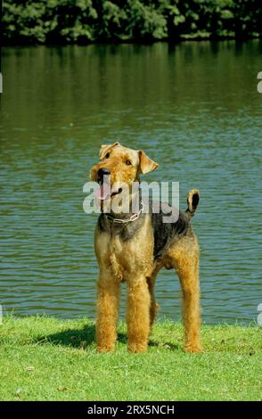 Airedale Haushund (Canis lupus familiaris) FCI Standard Nr. 7 Stockfoto