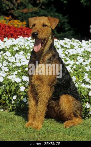 Airedale Haushund (Canis lupus familiaris) FCI Standard Nr. 7 Stockfoto
