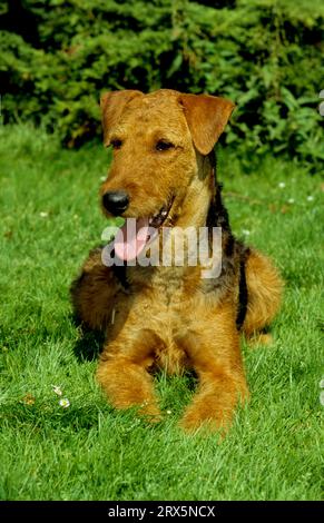 Airedale Terrier, Waterside Terrier, Bingley Terrier, FCI-Standard Nr. 7 Stockfoto