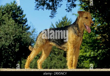 Airedale Terrier, Waterside Terrier, Bingley Terrier, FCI-Standard Nr. 7 Stockfoto