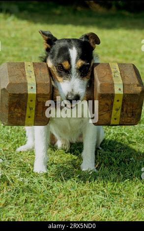 Parson Russell Terrier, Bissen, Spielen, Parson Russell Terrier, Parson Jack Russell Terrier, FCI, Standard Nr. 339 Stockfoto