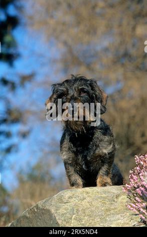 Rauhaariger Dachshund, FCI, Standard Nr. 148 Stockfoto