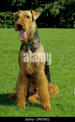 Airedale Terrier, Waterside Terrier, Bingley Terrier, FCI Standard Nr. 7 Stockfoto