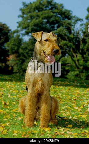 Airedale Terrier, Waterside Terrier, Bingley Terrier, FCI Standard Nr. 7 Stockfoto