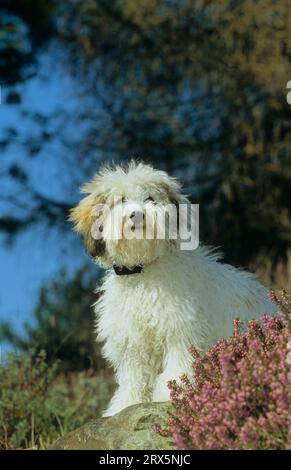 Pudelmischung, gemischter Hund, gekreuzte Rasse Stockfoto