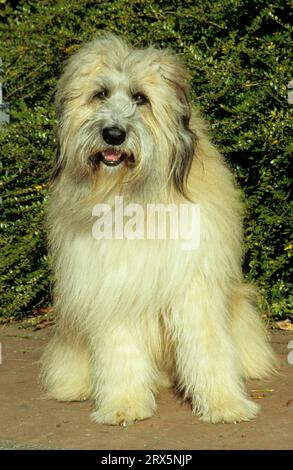 Briard Mix, 5 Jahre, Berger de Brie (Briard), gemischte Rasse, Kreuzung Stockfoto