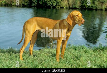 Magyar Viszla, Magyar Vizsla, Magyar Vizsla Kurzhaarige Ungarische Pointer Kurzhaarige Vizsla, FCI Standard No. 57 Stockfoto