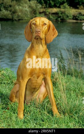 Magyar Viszla, Magyar Vizsla, Magyar Vizsla Kurzhaarige Ungarische Pointer Kurzhaarige Vizsla, FCI Standard No. 57 Stockfoto