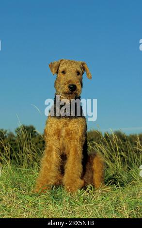 Airedale Terrier, Waterside Terrier, Bingley Terrier, FCI-Standard Nr. 7 Stockfoto