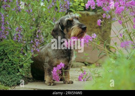 Rauhaariger Dachshund, männlich, Dachshund oder Teckel, FCI, Standard Nr. 148 Stockfoto