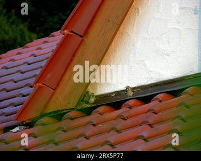 Flotten White wagtails (Motacilla alba), wagtail auf dem Dach eines Hauses Stockfoto