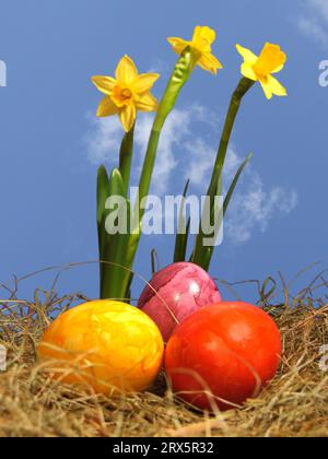 Drei Ostereier in einem Nest vor Narzissen und Himmel Stockfoto