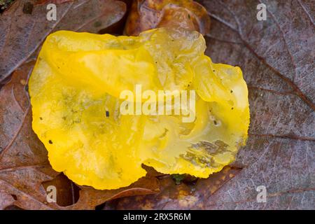 Golden Jelly Pilz liegt zwischen Laub, nachdem ein Sturm den Pilz von einem Zweig abgerissen hat (gelbes Gehirn) Stockfoto