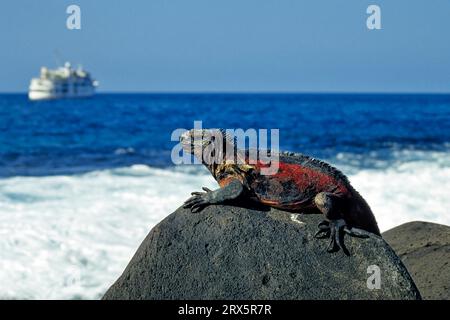 Eidechse sonnt sich auf Lavafelsen, Galapagos, Espanola Island (Kapuze) Stockfoto